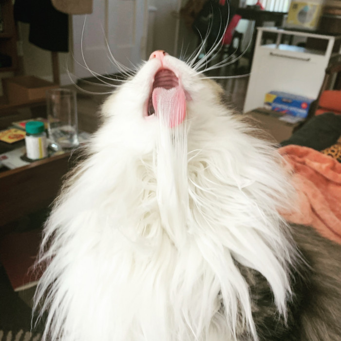 21. "Perfect photo of a cat mid-groom."