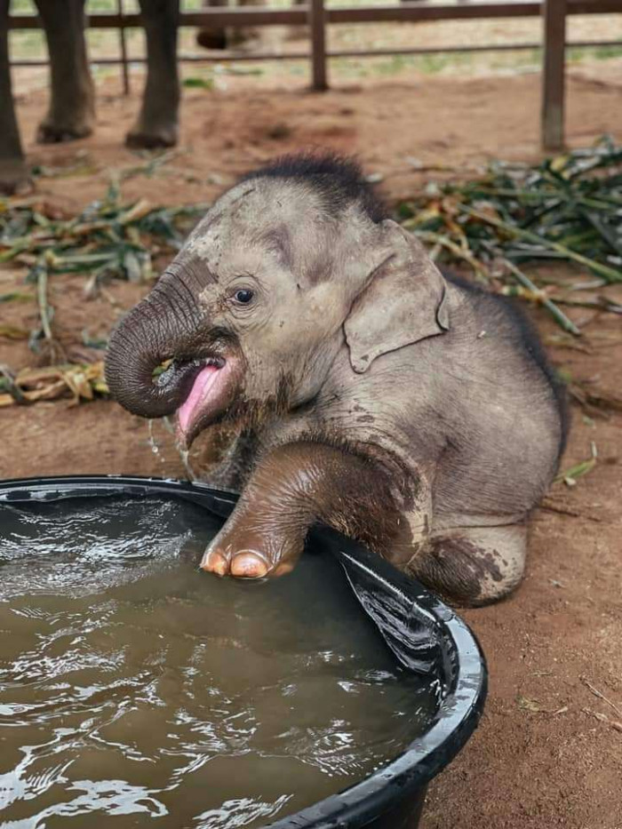 An adorable moment when rescued elephant baby Chaba took the bath for the first time, you can see the pure joy in her eyes.