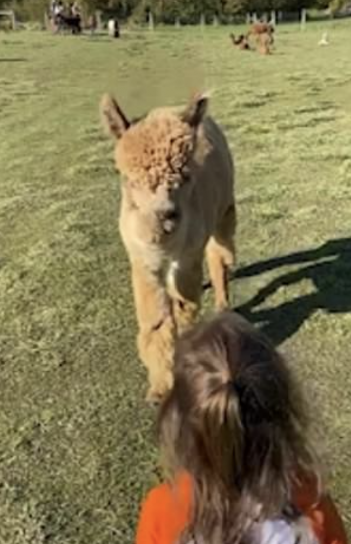 Alpacas Are Closely Related to Llamas