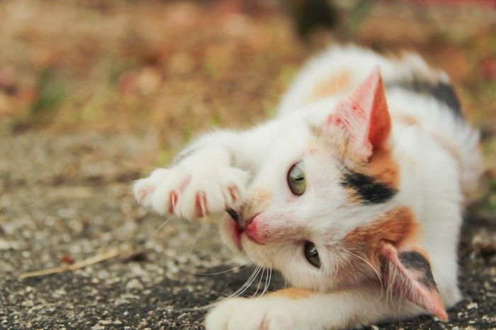 What You Need to Know About Cat Declawing