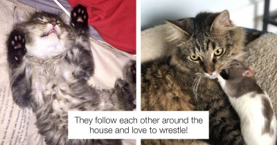 Rescue Cat Makes An Unlikely Friend In A Pet Rat