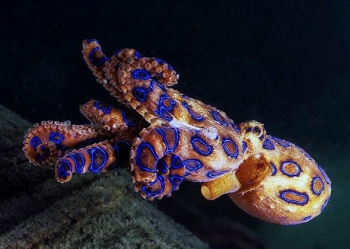 1. Blue Ring Octopus