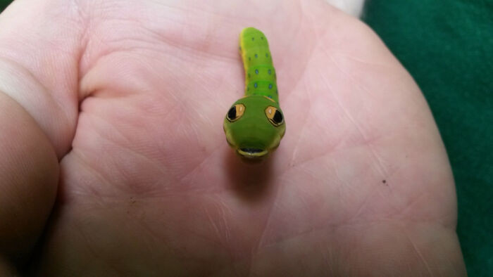 26. This Is The Cutest Spicebush Swallowtail Caterpillar 