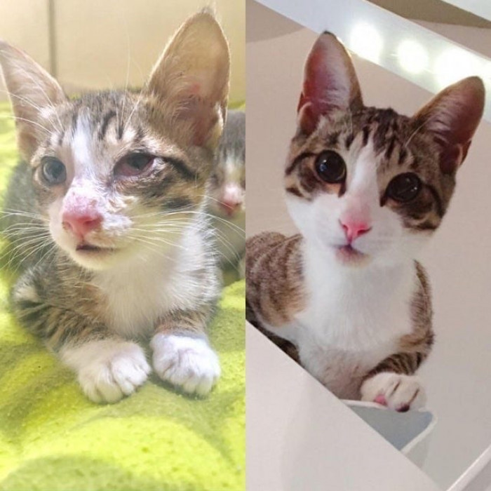 A rescued kittle a year later.