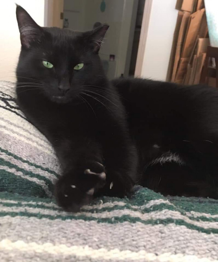 "Love green-eyed kitties 🖤"