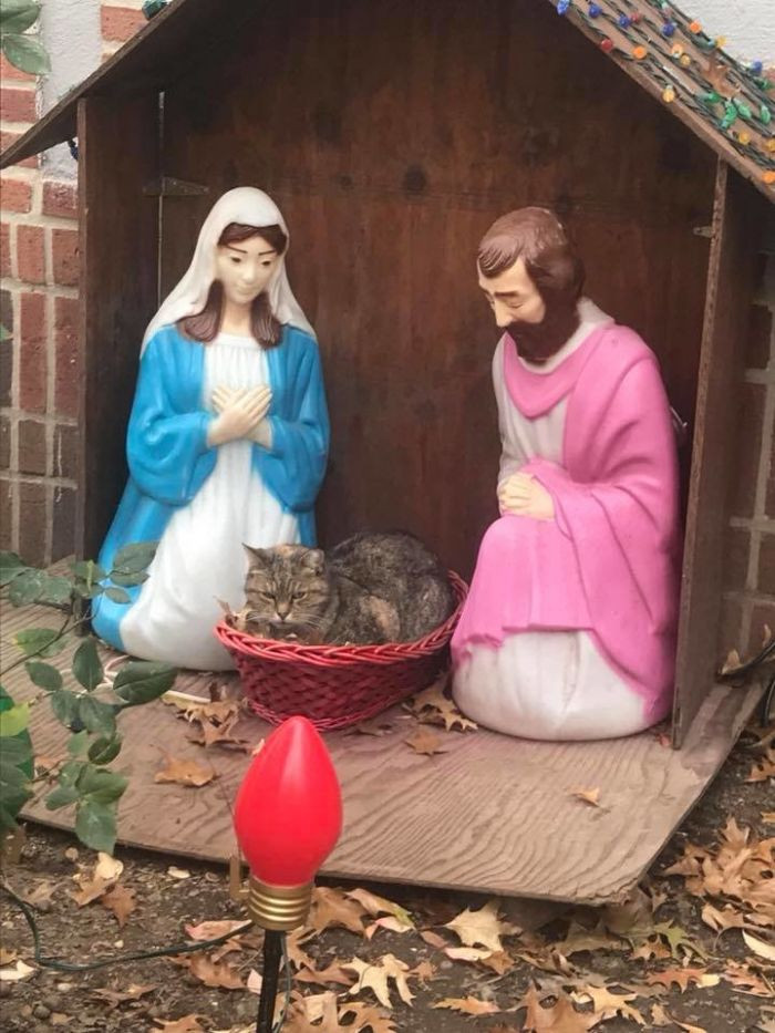 Plump grumpy cat in a nativity manger, nearby figures and stable backdrop