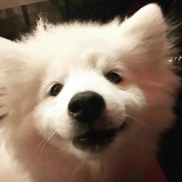 Christmas-themed dog wearing holiday accessories, joyful expression, cozy setting