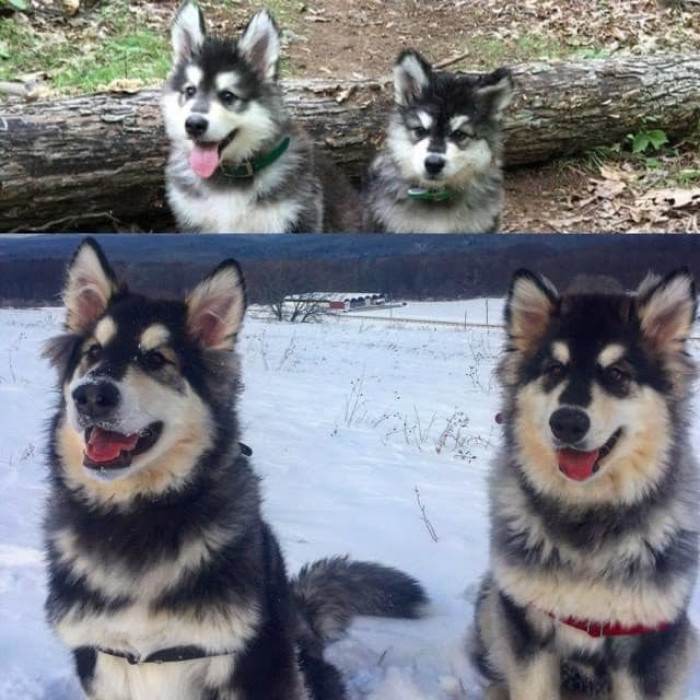 Proud grown-up dog posing outdoors, showcasing sweet transformation vibes