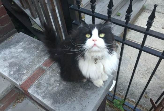 Close view of vigilant cat observing surroundings, guarding behavior in neighborhood