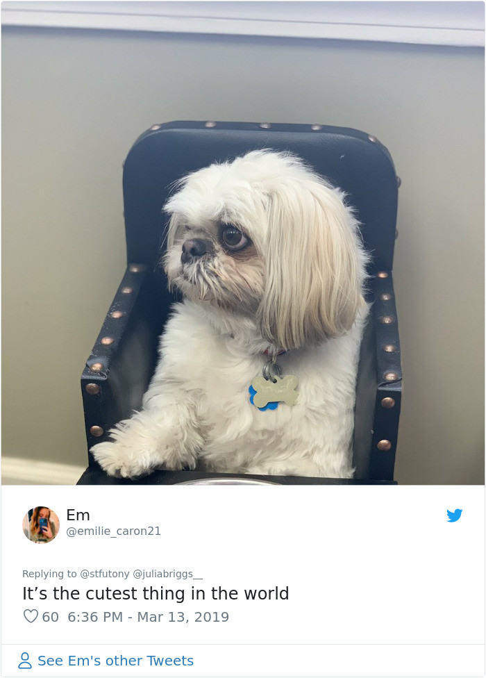 Other dogs with the disease and their solutions!