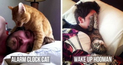 12 Pictures of Cats Who Think That They Are Actually Roosters