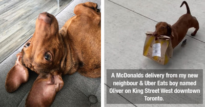 Adorable Dog Helps His Quarantined Family By Bringing Home Takeout Despite Being Very Smol