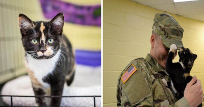 This Man Went To The Shelter To Adopt A Dog And Was Instead Chosen By A Kitty