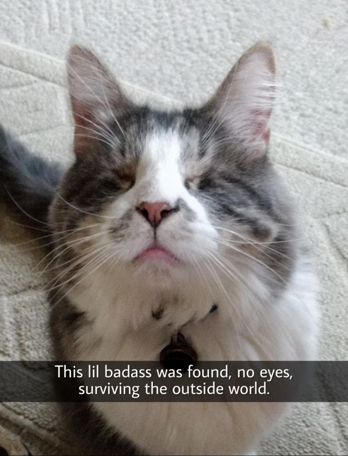 Murdoch is an eyeless cat.