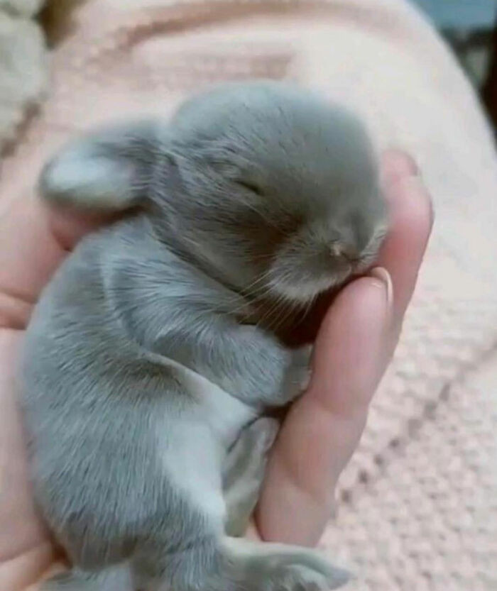 17. Have You Ever Seen A Baby Newborn Bunny?