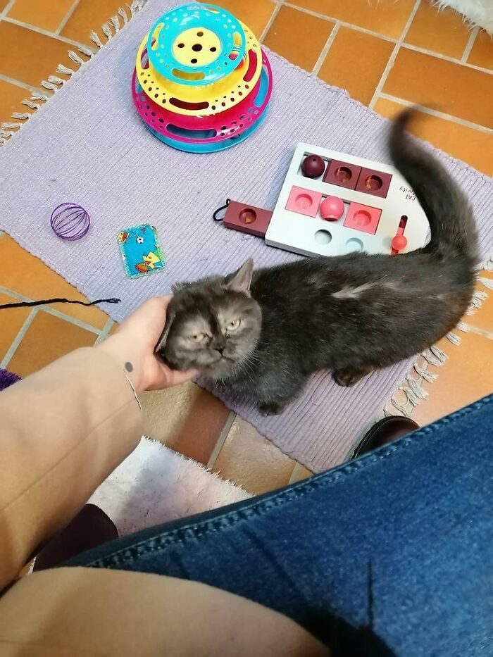 Francisca didn’t know if the shelter would give her Bean the cat, so she was really nervous