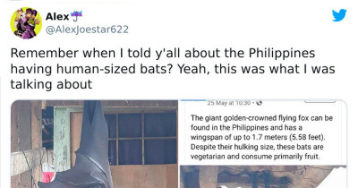 These Bats Are The Largest In The World And Their Wingspan Is The Size Of An Average Human