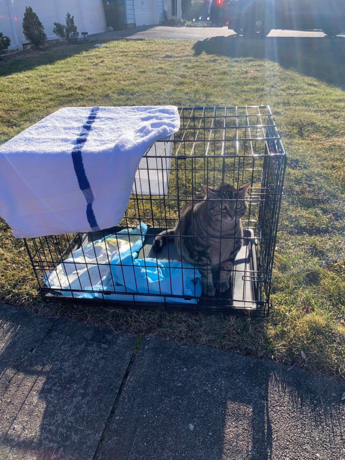 JJ the dog and Tiger the cat were both unharmed, much to the relief of their worried owners.