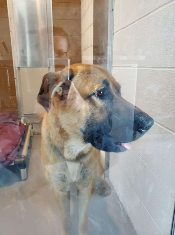 Give this dog a round of appaws!