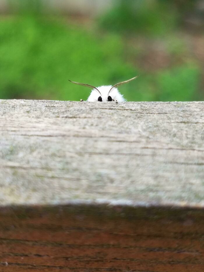 20. Don't Look Now, But You're Being Spied On By A Moth....