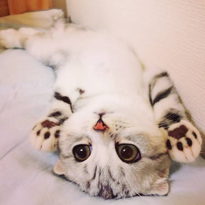 15 of the Cutest Kittens in the Entire World