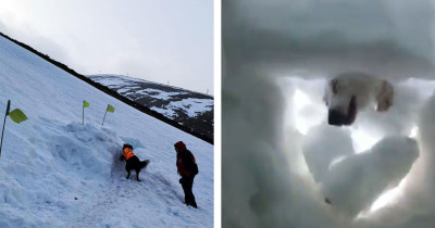 This Man Films A Rescue Dog Saving Him From Being Buried In Snow