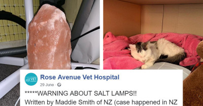 Cat Owner Whose Cat Nearly Died Warns People of the Dangers of Owning a Salt Lamp Around Pets