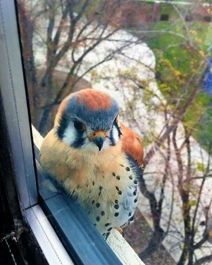 3. The American Kestrel is the smallest falcon in North America and it is beautiful 