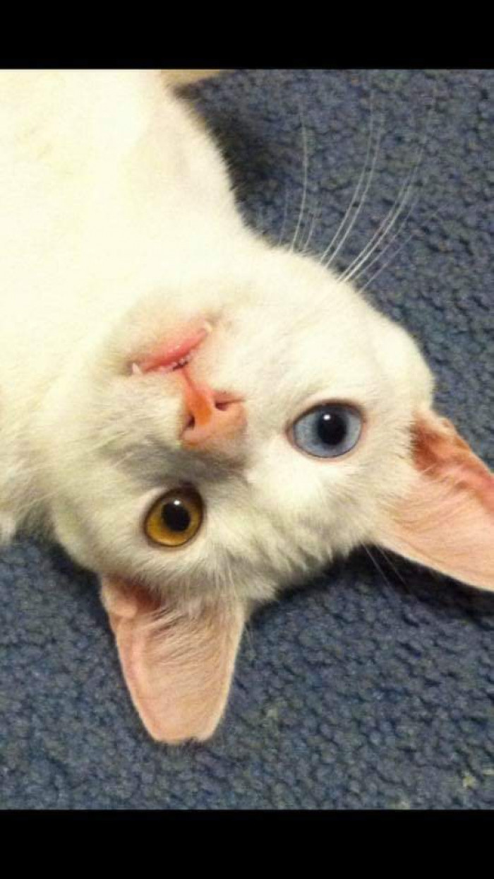 "My heterochromia cat Hermes. One blue eye and one gold eye."