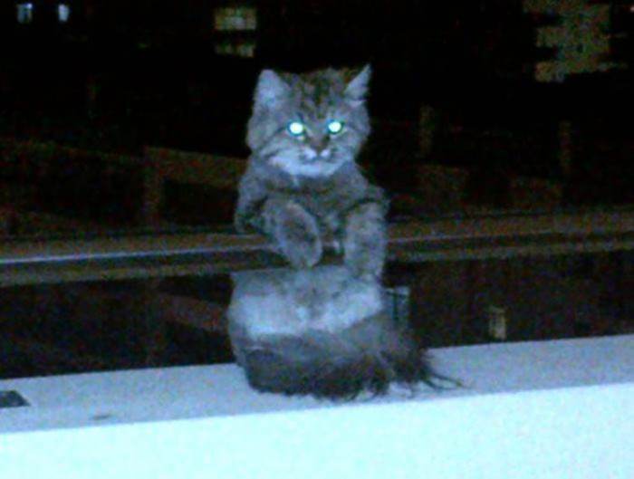 This cat was somehow found perched on a seventh-floor balcony!