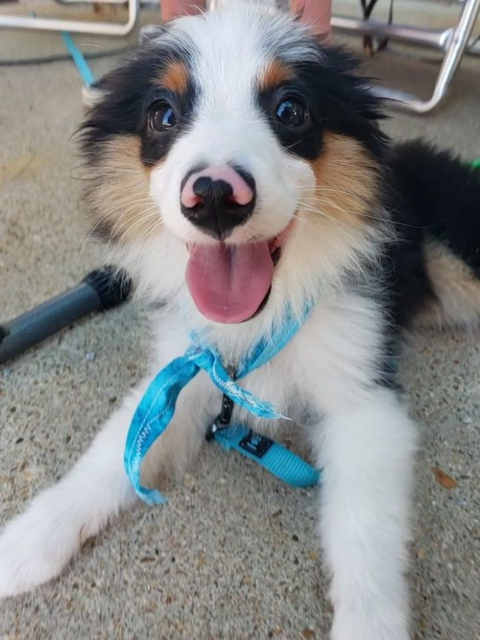 23. "Three-month-old mini Australian shepherd!!!! Look at that lil nose!!!!"