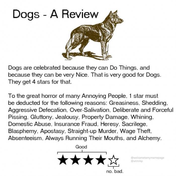 Dogs - The not-so-good boys