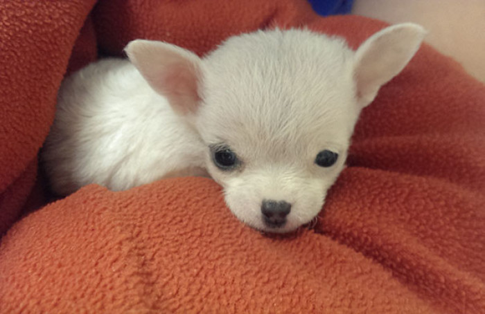#49 The ears!! I seriously can't! Excuse me while I swoon over this adorable babe.