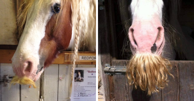 Unbeknownst To Many, Horses Can Grow Moustaches And They Are Fluffy Af