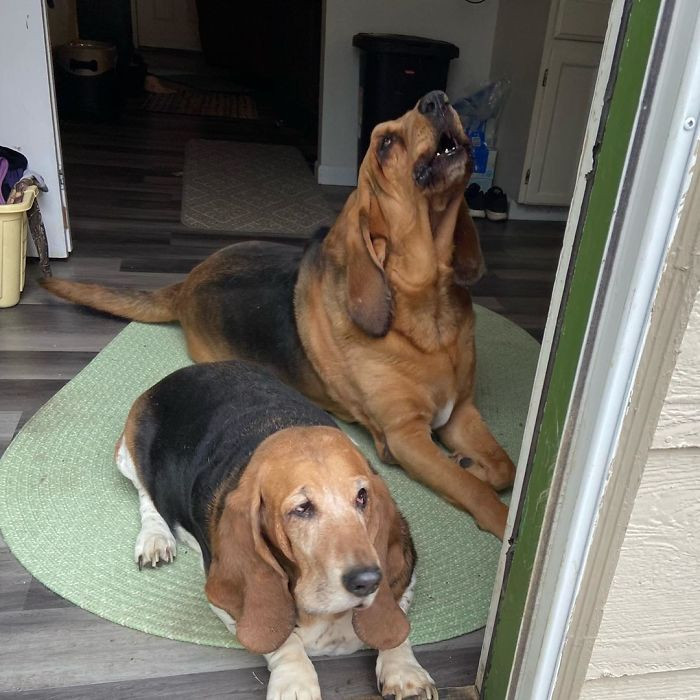 Bentley and his new pal.