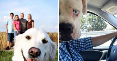 Dogs That Definitely Improved These Pictures After Photobombing Them