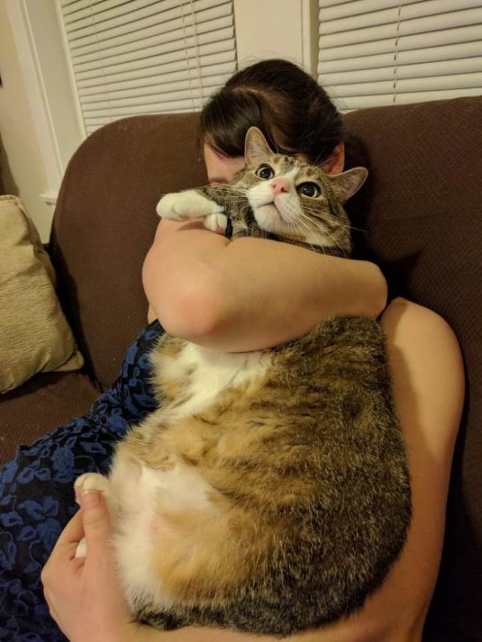 That cat is the size of a toddler!