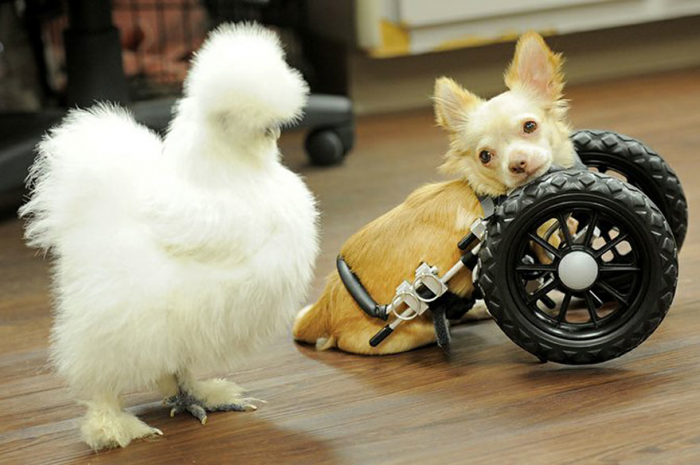 Penny and Roo Hanging Out