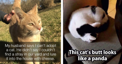 The Funniest Posts For Fans Of Cats On Catnip By All Of You
