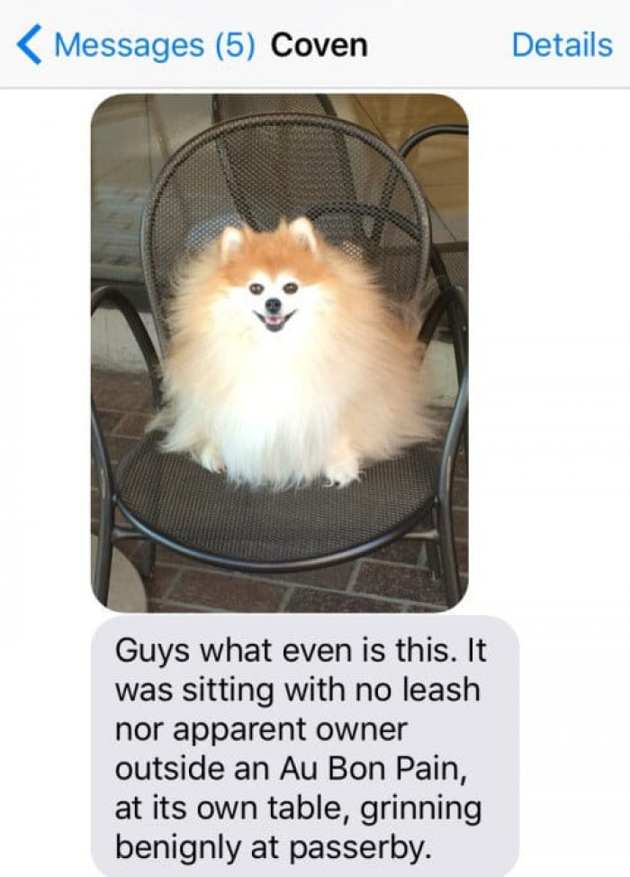 Because apparently dogs enjoy quiet visits to cafes just as much as we do.