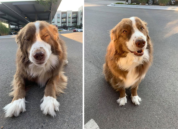 46. "Spotted this handsome doggy! His name is Jake... never in my life did I think I’d be calling a Jake handsome!"