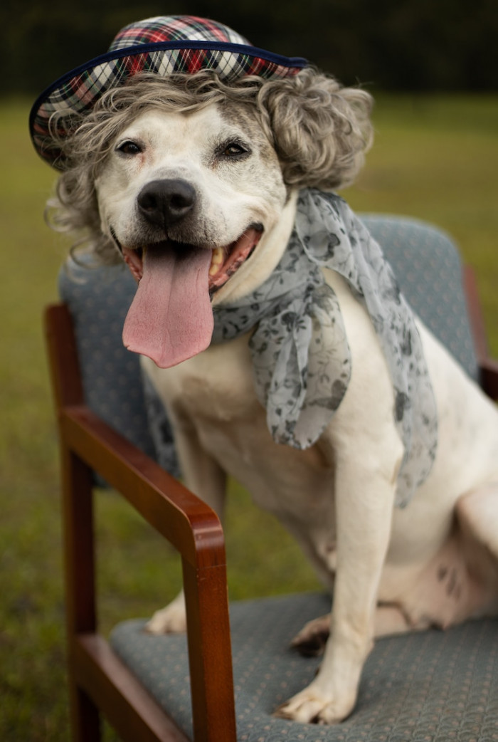 Senior dog without his hat, getting dressed for a warm shelter photoshoot