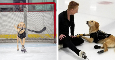 Former Rescue Yellow Labrador Turns Into A Professional Ice Hockey Player