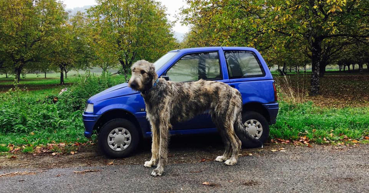 Irish Wolfhounds Pictures Emphasize How Massive This Dog Breed Really Is