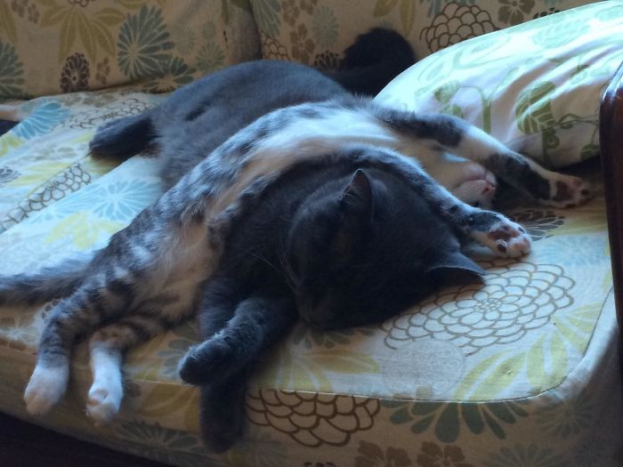 8. "Shadow Is My Beautiful Grey Chonk, And Zelda Is The Weird Noodle Draped Over Her. This Picture Was Taken A Couple Of Years Ago, When Zelda Was An Adolescent Spaghetti"