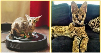 10+ Of The World's Most Expensive Luxury Cats
