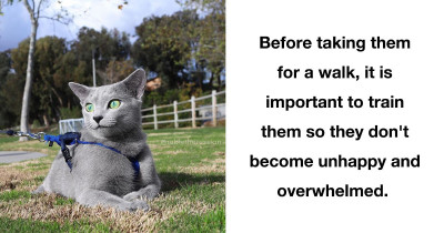 Why You Should Start Taking Your Cat Out On A Leash