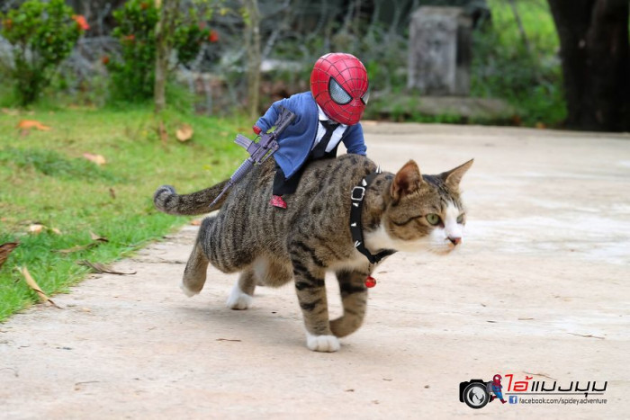 22. Is this John Wick - Spiderman - Cats? I think so.
