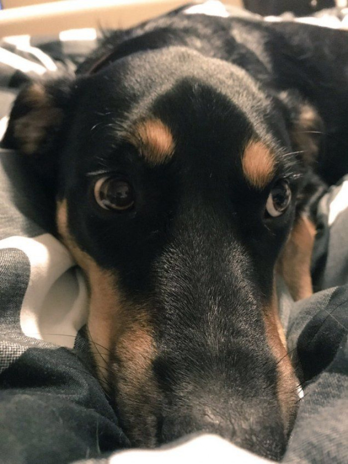 Close-up of the dog with sad eyes, as if faking illness