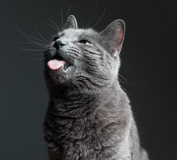 Photographer adjusting lighting equipment near a cat, studio setup with softbox lights